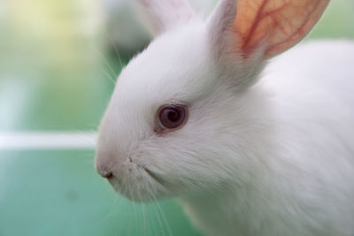 Studio shot of a white rabbit on green background.