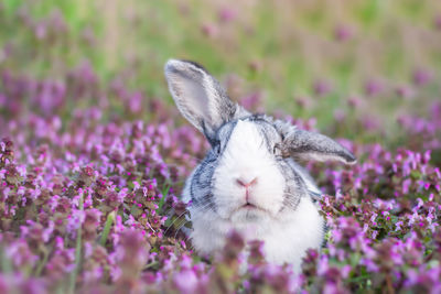 Adorable dutch rabbit outside, bunny sitting in a purple flowers