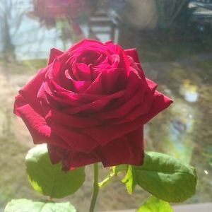 Close-up of pink rose