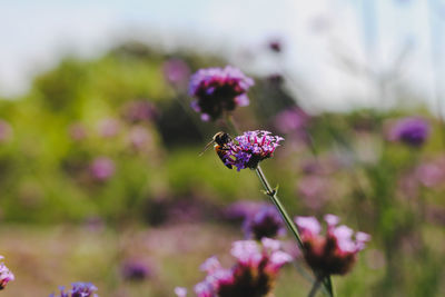 Close-up of purple pollinating flower