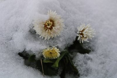 Close-up of white flowers