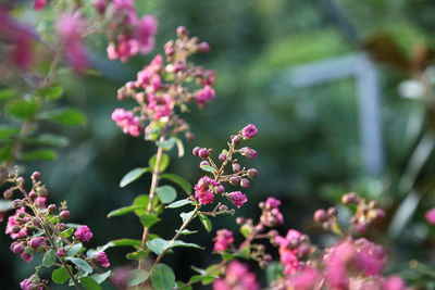 Close-up of pink flowering plant