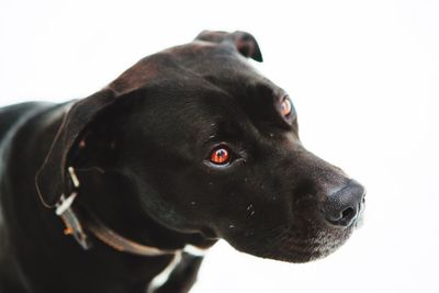 Close-up portrait of black dog against white background