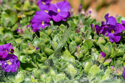 Close-up of purple flowering plants