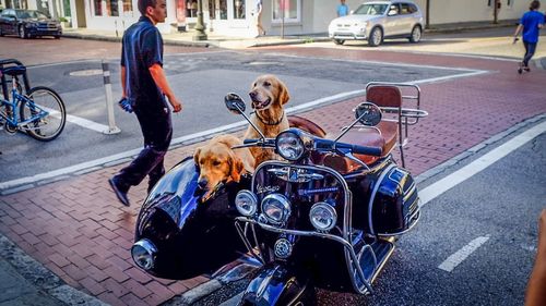 People with dog on street in city