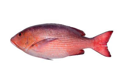 Close-up of fish against white background