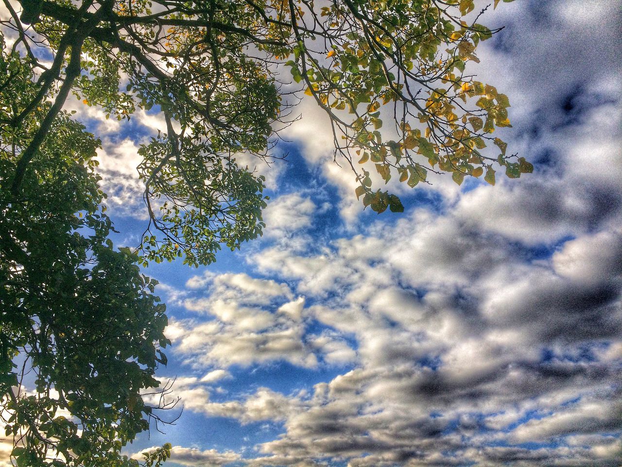 low angle view, tree, sky, cloud - sky, cloudy, beauty in nature, nature, tranquility, branch, growth, scenics, cloud, weather, tranquil scene, day, outdoors, no people, overcast, idyllic, cloudscape