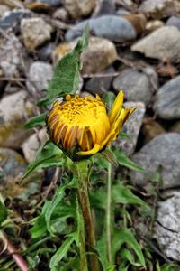 Close-up of yellow flower on field