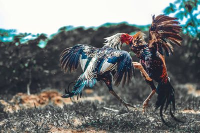 Flock of birds on land