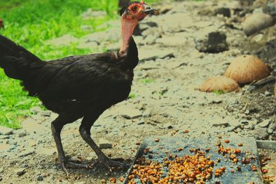 Chicken feeding on field
