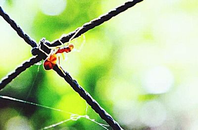 Close-up of branches on branch