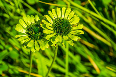 Close-up of yellow flowering plant