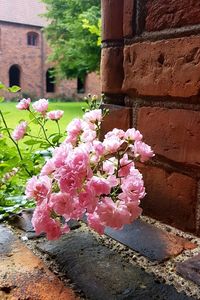 Pink flowers blooming outdoors