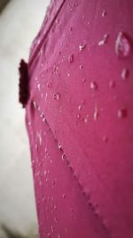 Close-up of wet pink flower