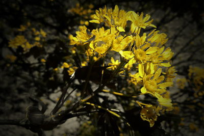 Close-up of yellow flowering plant