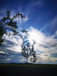 Low angle view of trees on field against sky