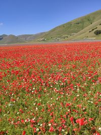Scenic view of red flowering plants on land against sky