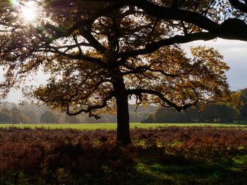 Trees on field against sky