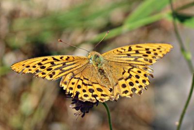 Butterfly pollinating flower