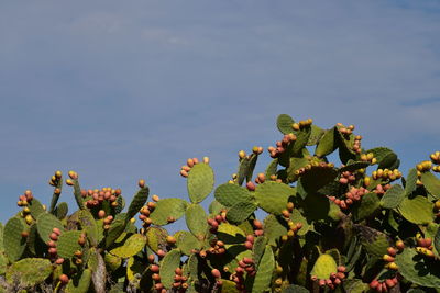 Close-up of prickly pear cactus against sky