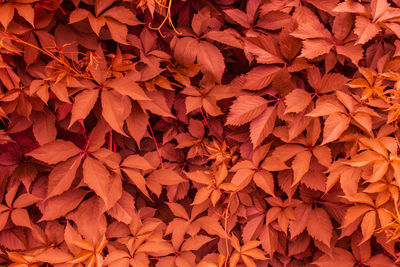 Bright red ivy branches with leaves hang on the wall in the home garden