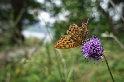 Close-up of butterfly on purple flower