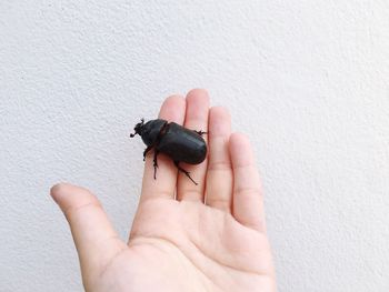 Cropped hand holding beetle against white wall