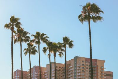 Low angle view of coconut palm trees against blue sky