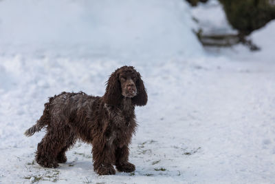 Close-up of dogs on snow