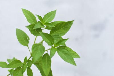 Low angle view of leaves against sky