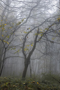 Trees in forest during foggy weather