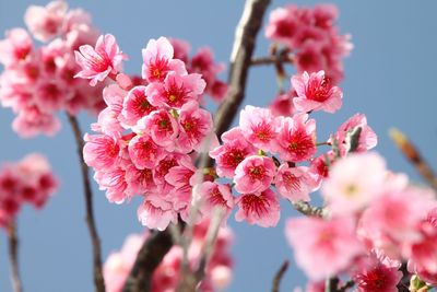 Low angle view of cherry blossoms against sky