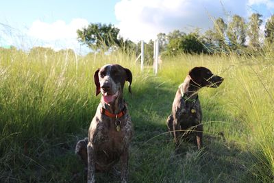 Dog sitting in a field