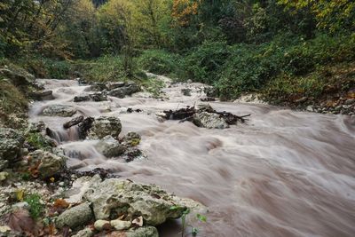 Stream flowing through rocks in forest