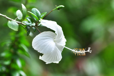 Close-up of white flowering plant