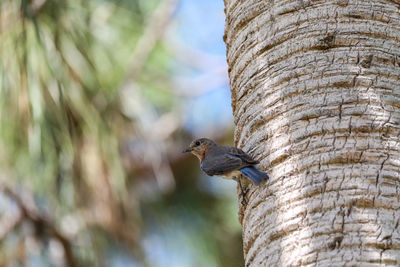 Female eastern bluebird sialia sialis perches on the trunk of a tree in naples, florida