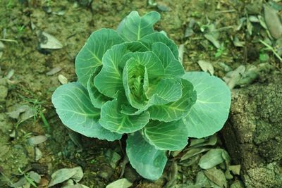 High angle view of fresh green plant on field