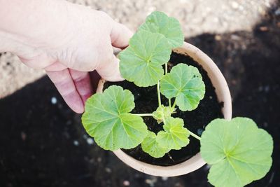 Close-up of hand holding potted plant