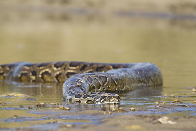 View of turtle swimming in water