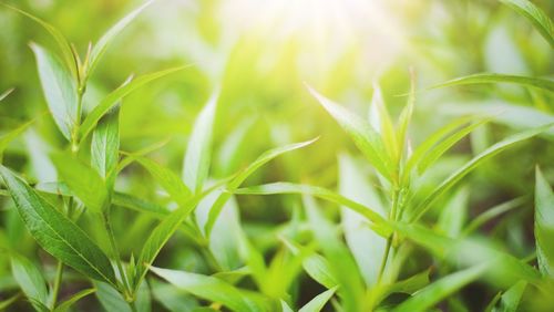 Close-up of plant growing on field