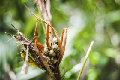 Close-up of plant pod