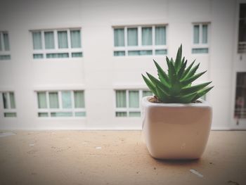 Close-up of potted plant on window sill of building