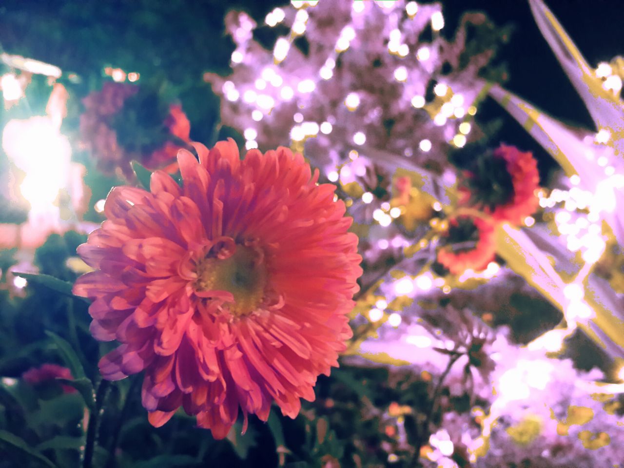 flower, freshness, petal, fragility, flower head, focus on foreground, beauty in nature, growth, blooming, close-up, nature, in bloom, pink color, pollen, red, plant, blossom, outdoors, day, no people