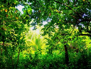 Plants and trees in forest