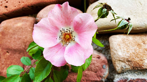 Close-up of pink flowering plant