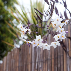 Close-up of bee on white flower