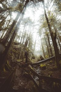 Trees in forest against sky