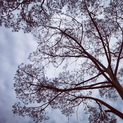 Low angle view of trees against sky