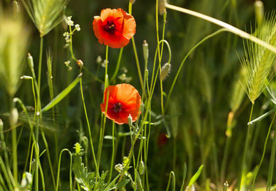 Close-up of poppy blooming outdoors