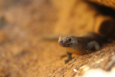 Close-up of lizard on land